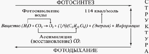 Функционирование и развитие системы